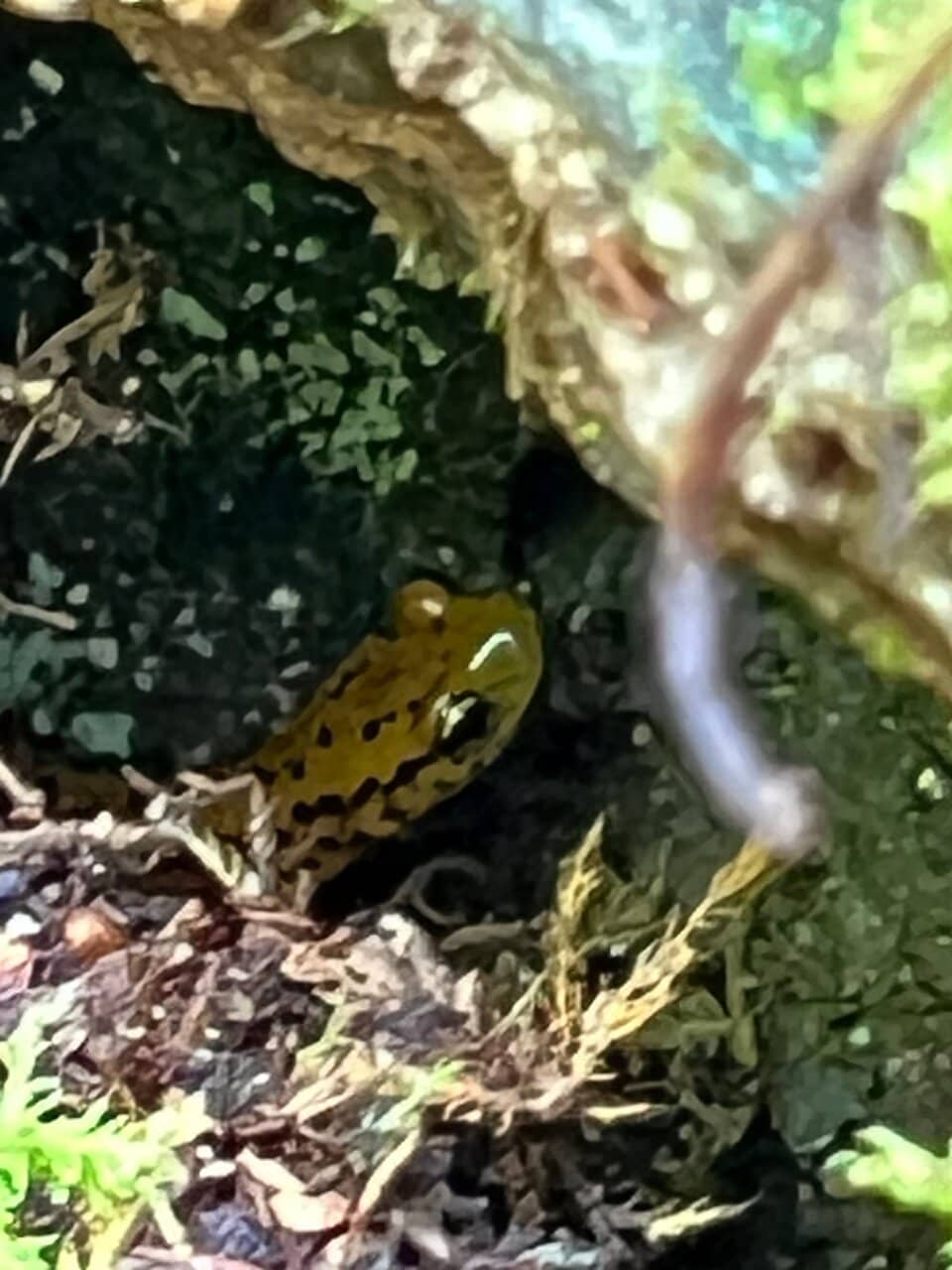 Mini Waterfalls & Swimming Areas