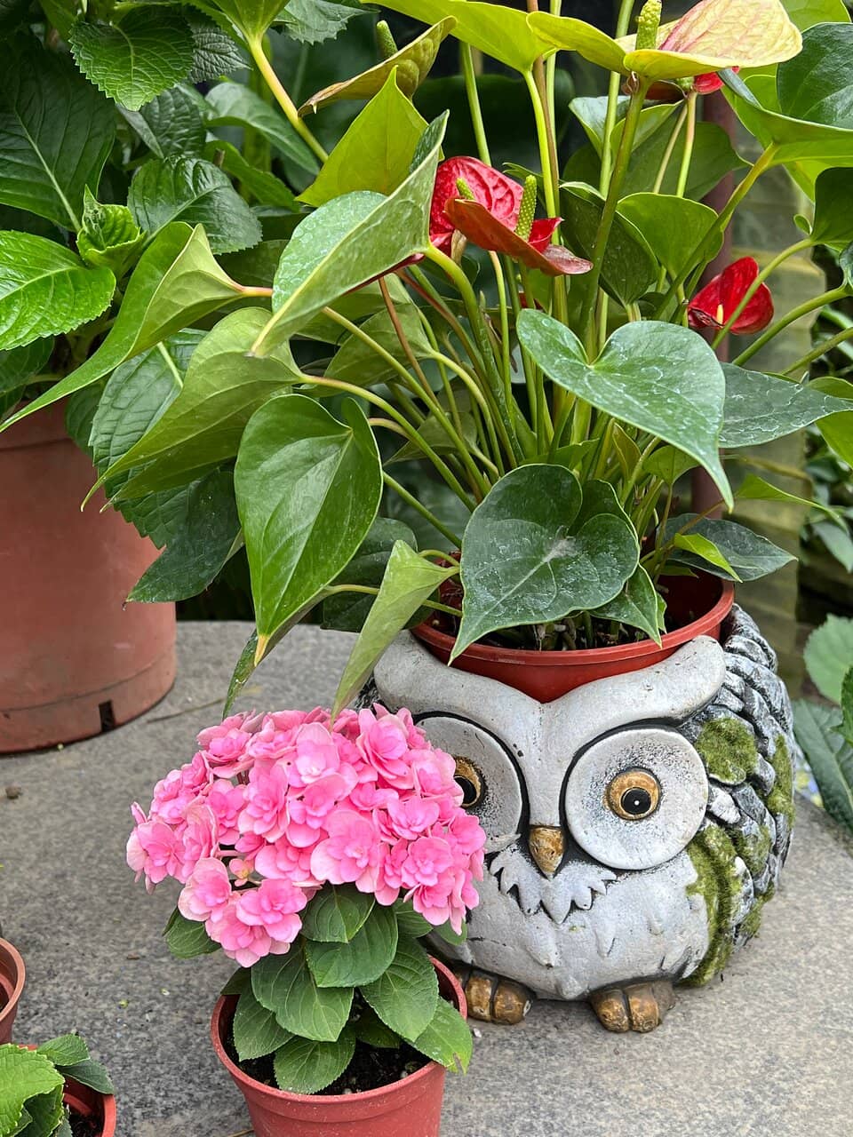Hydrangea Gardens