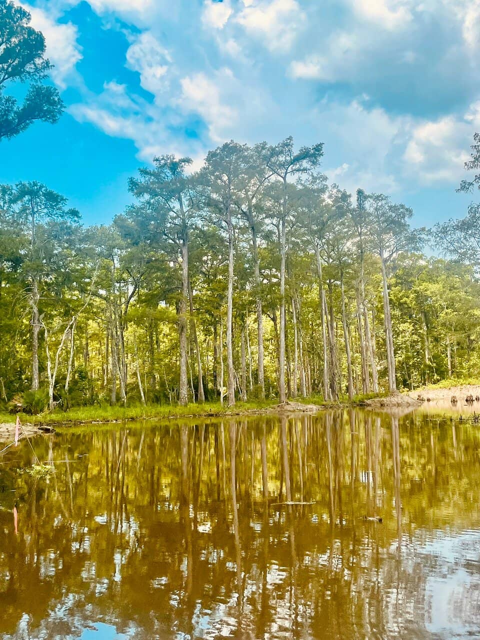 Princess Tiana Experience