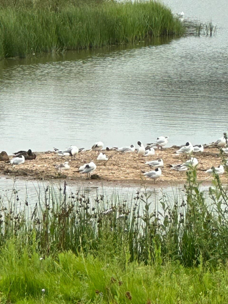 Accessible Nature Walk
