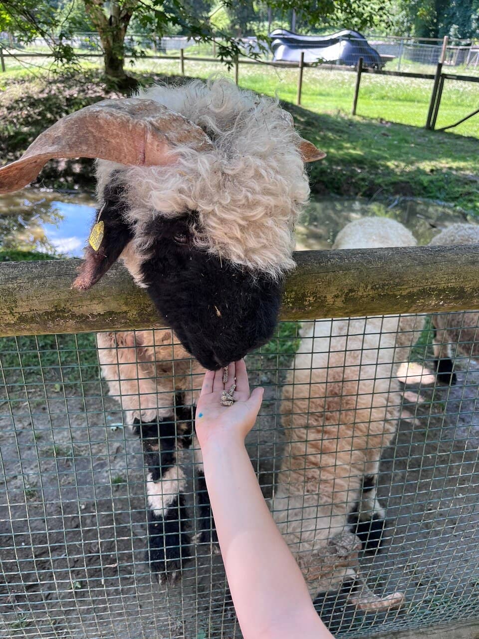 Castle Ruins Ambiance