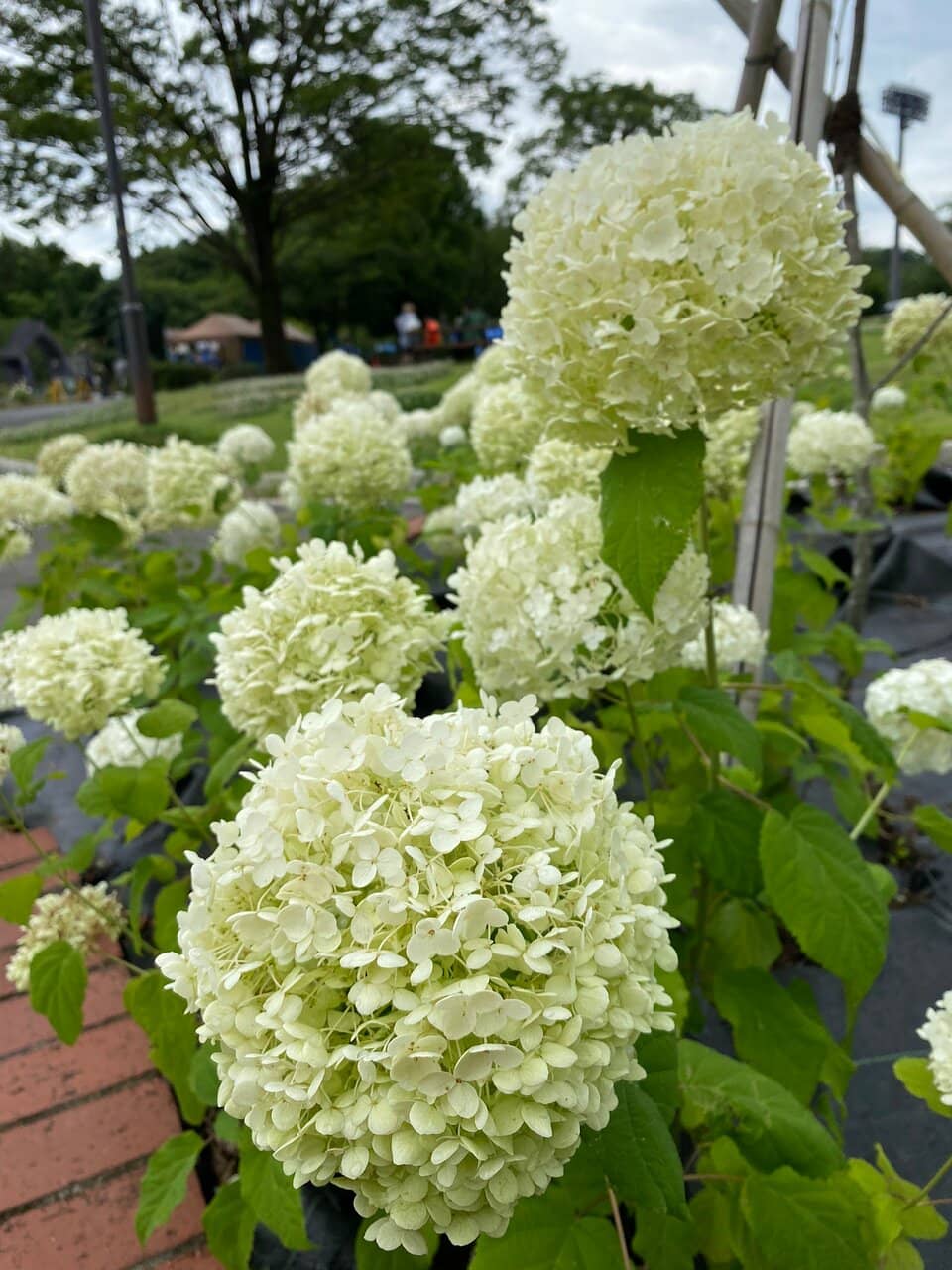Vibrant Rose Park