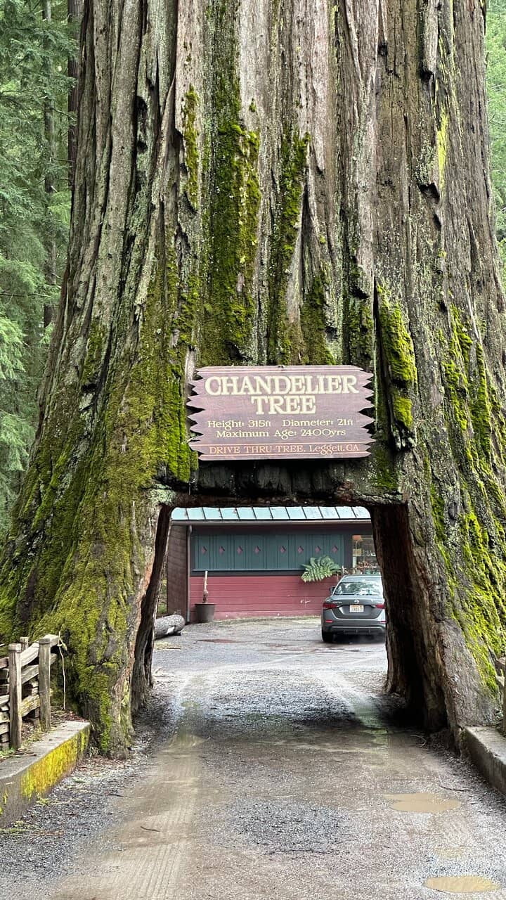 Giant Redwood Forest