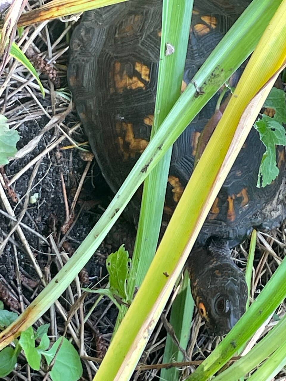 Beach Access