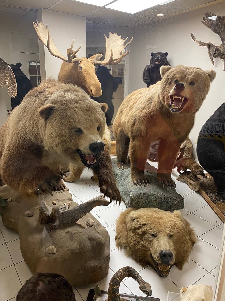 Taxidermy Collection