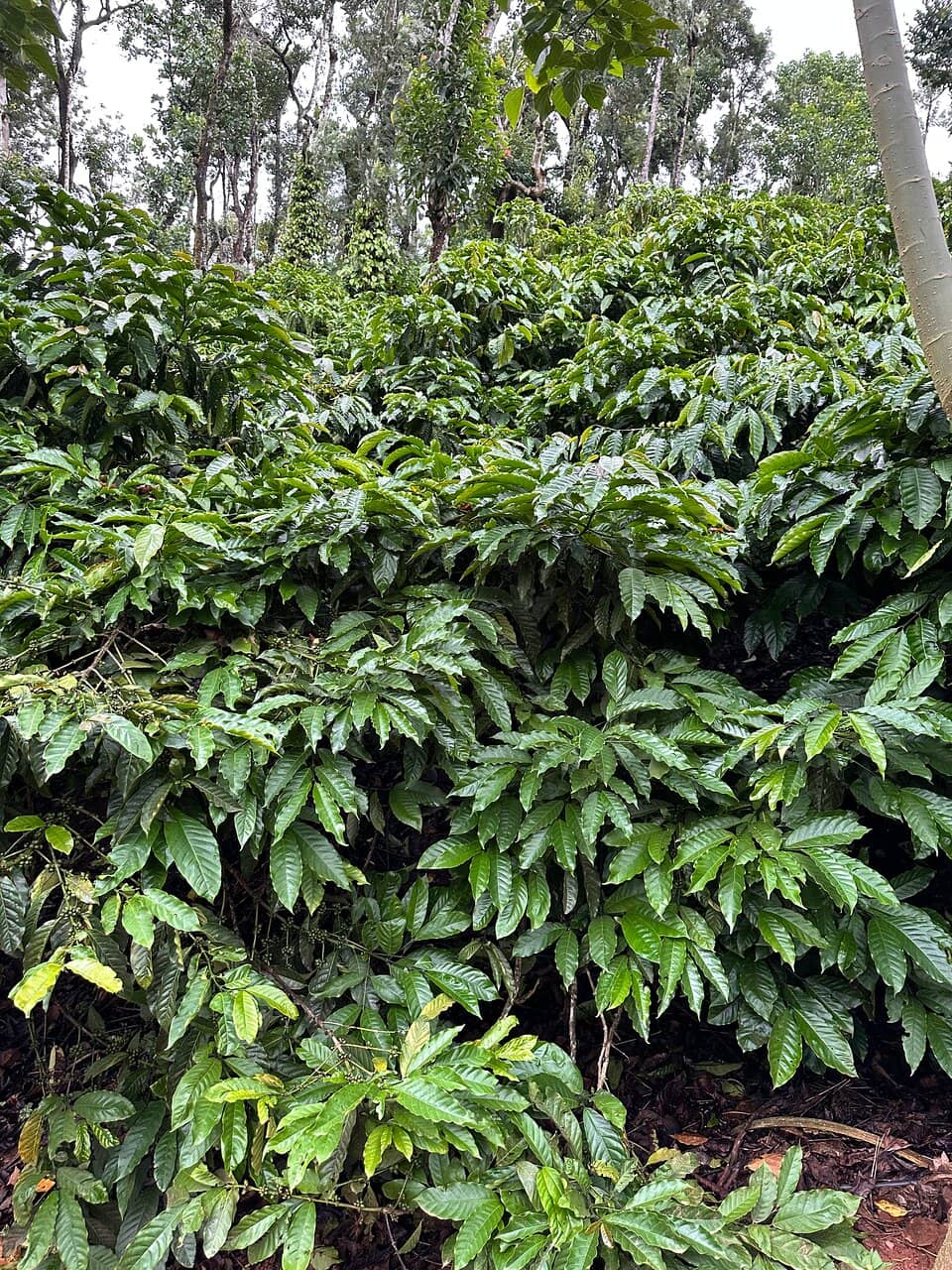 Spice Garden Exploration