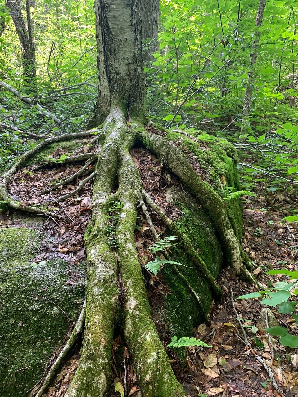 Vertical photo