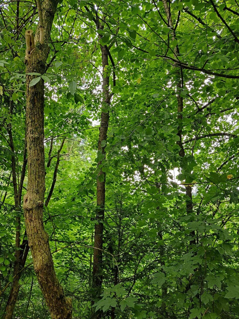 River Potholes & Boulder Rocks