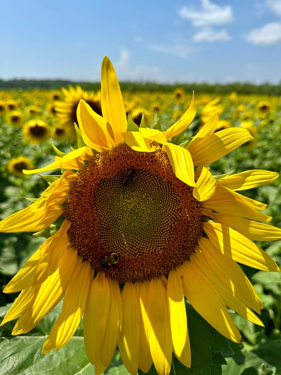 Vertical photo