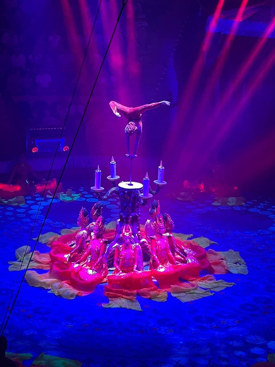 Impressive Animal Acts