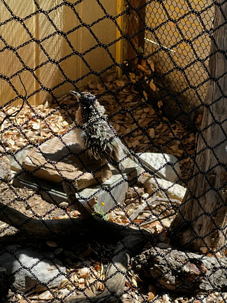 Lemur Family Moments