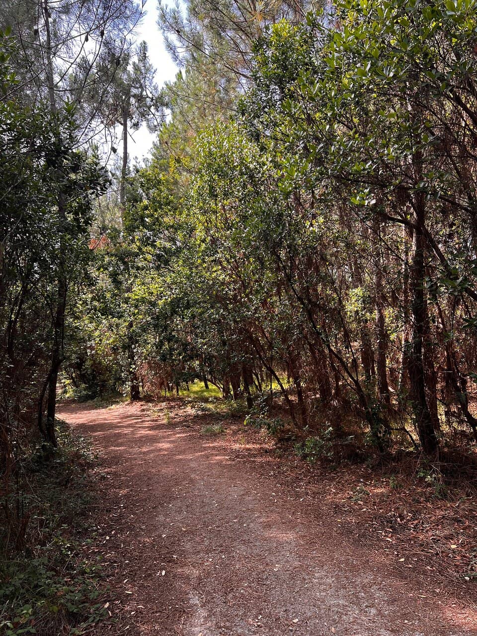 Birdwatching Opportunities