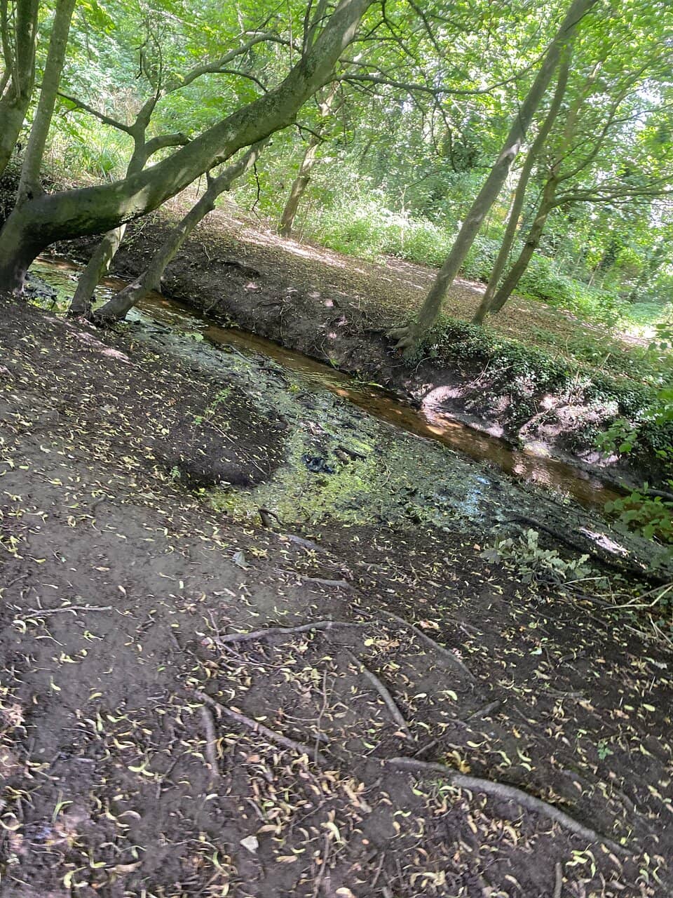 Moseley Bog & The Shire Country Park