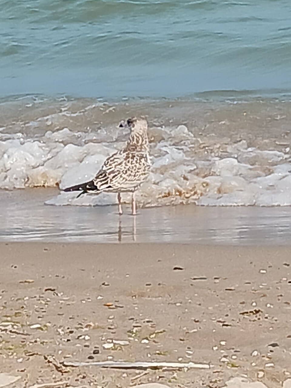 Lakefront Dining & Drinks