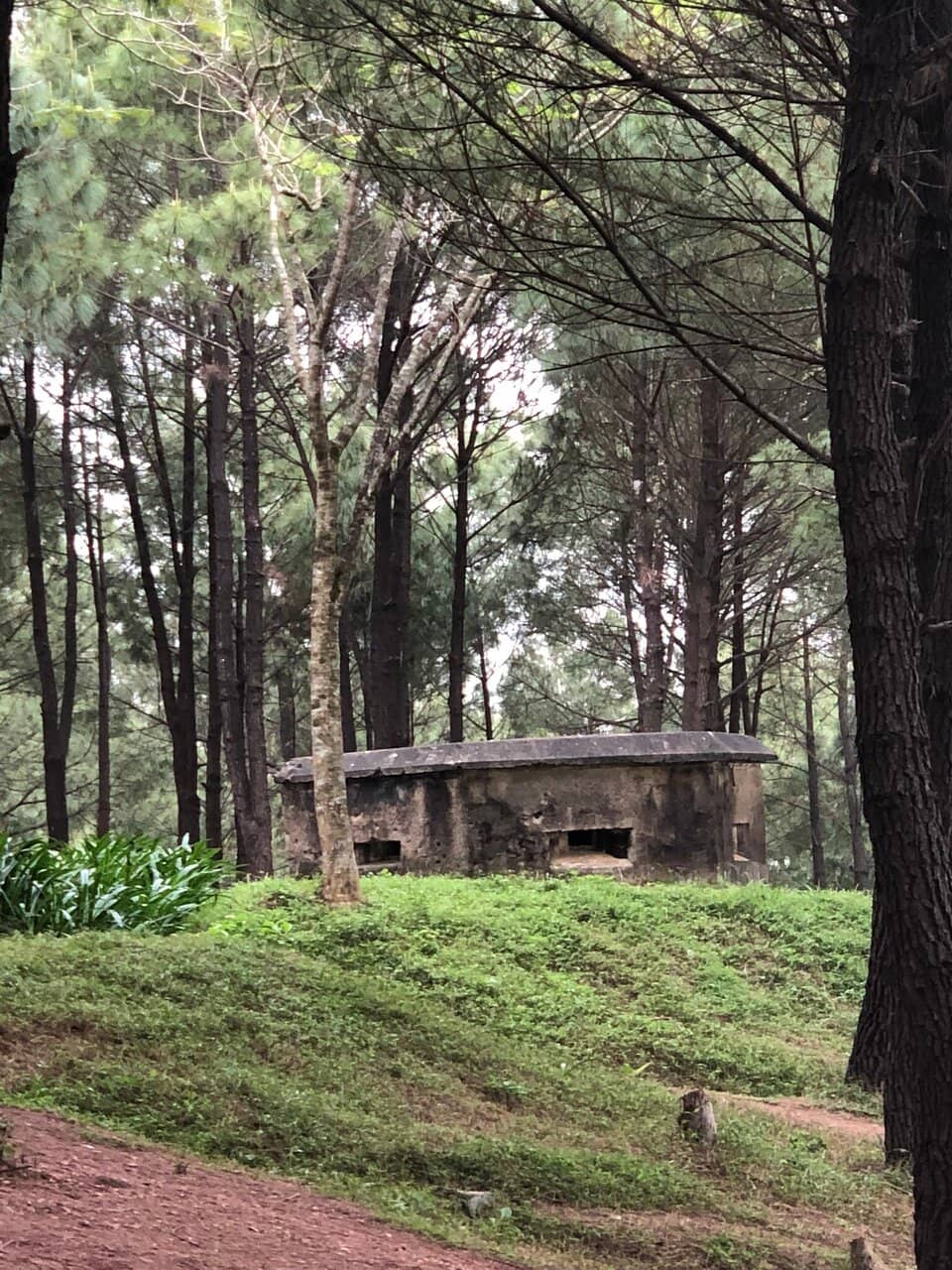 Tranquil Pine Forest Ambiance