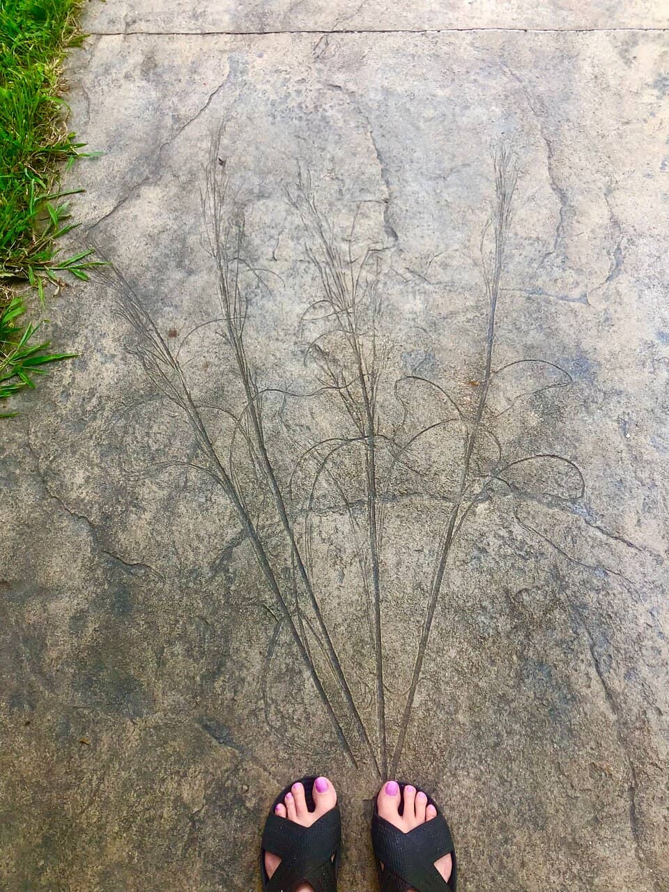 Whitmire Wildflower Garden