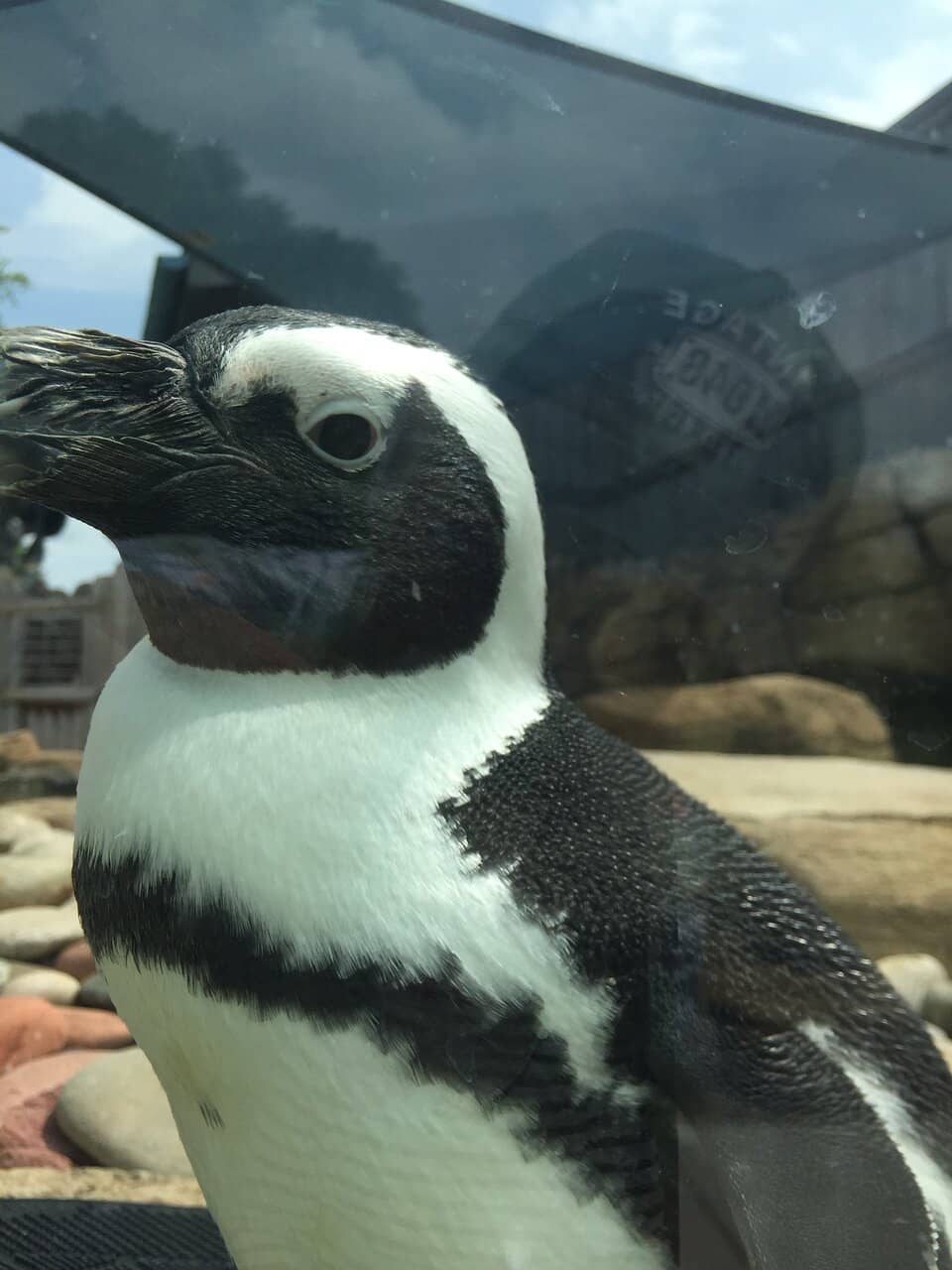 Seasonal Paddle Boats