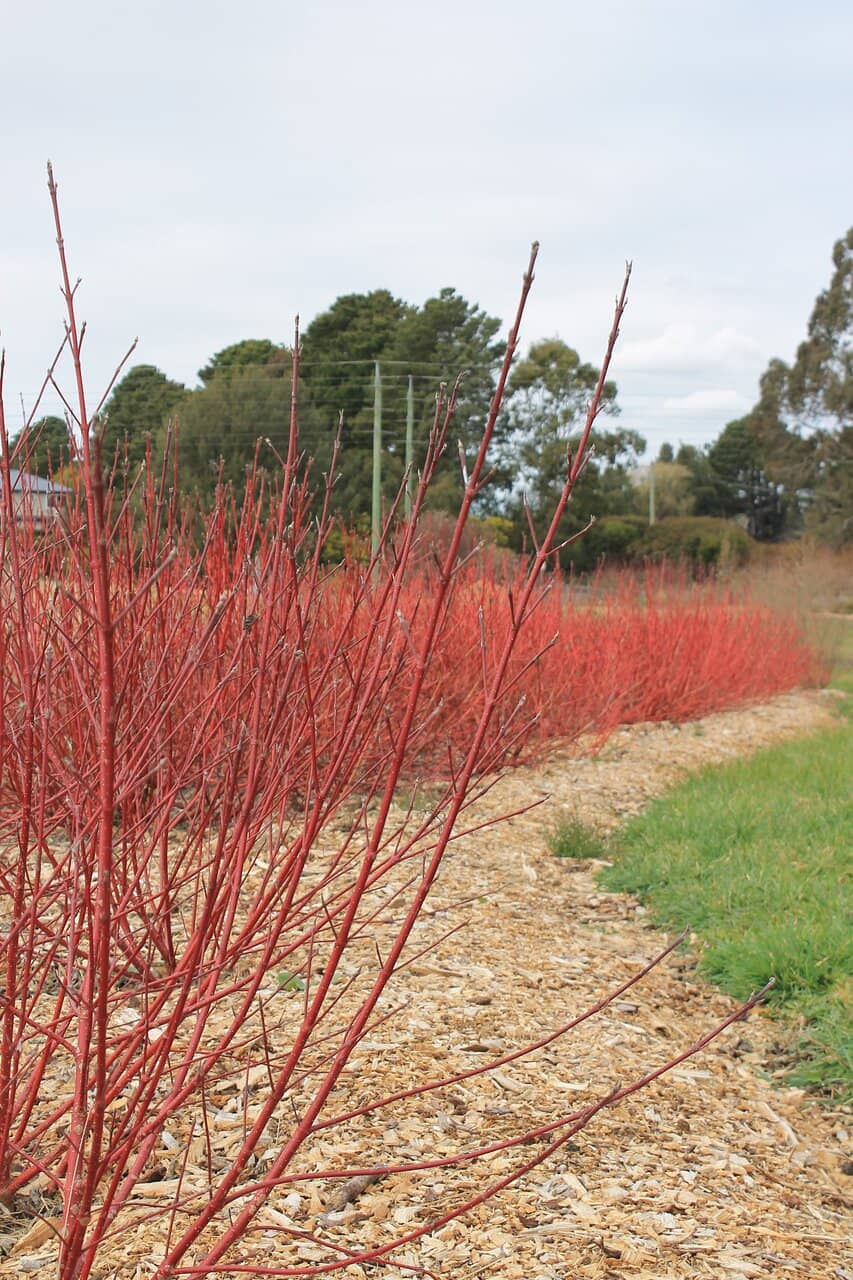 Plant Nursery
