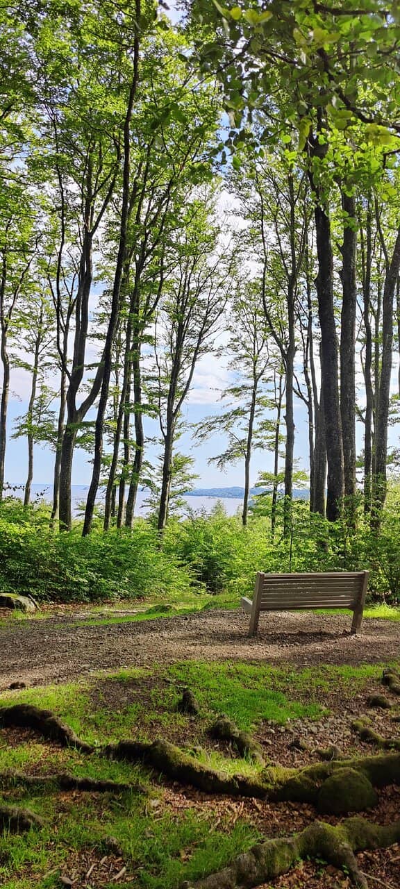 Springtime Wildflowers