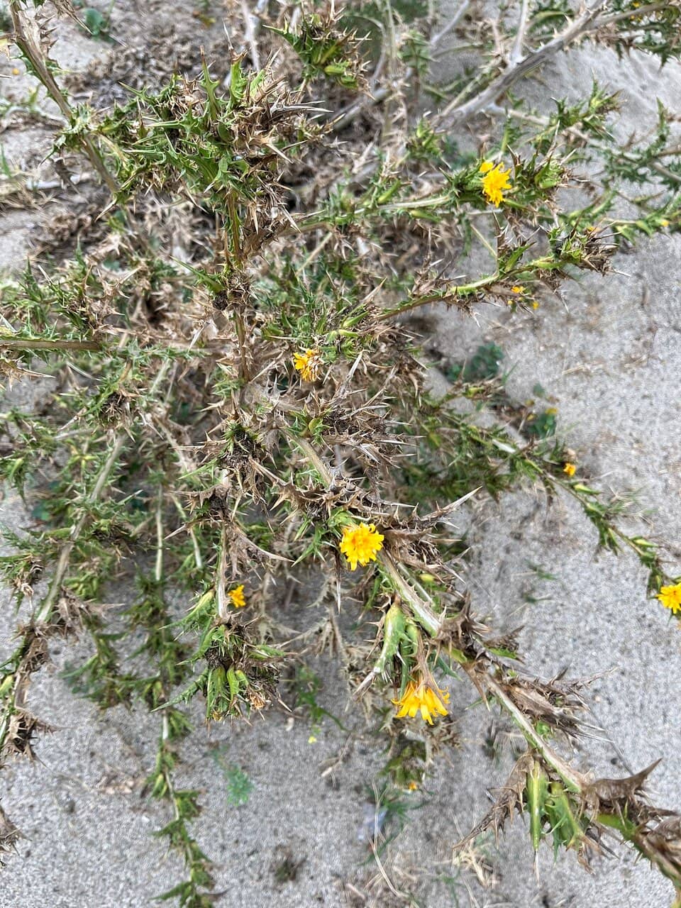 Unspoiled Natural Beach