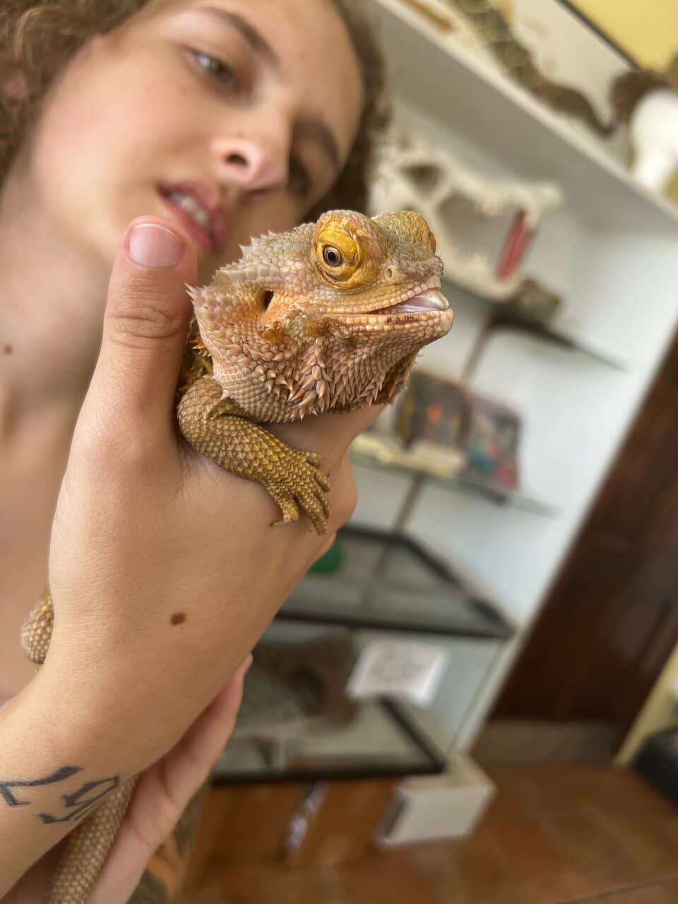 Venom Milking Demonstrations