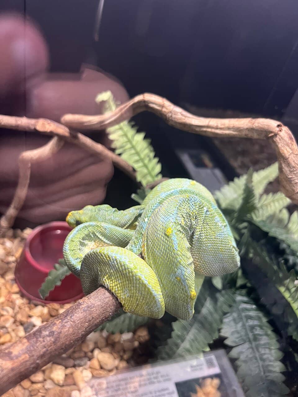 Alligators and Crocodiles