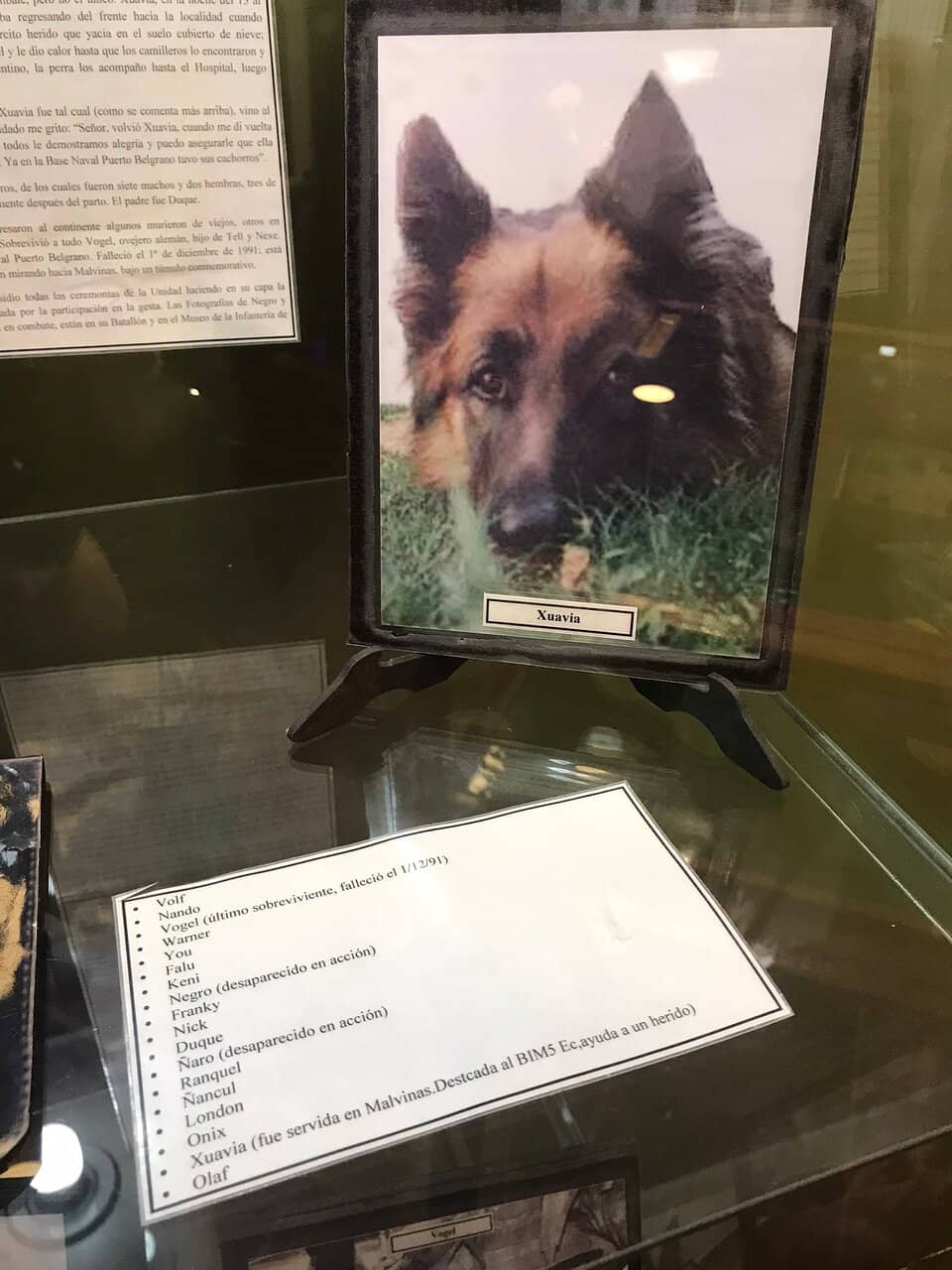 Canine Companions of War