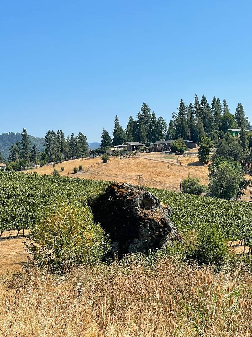 Stunning Vineyard Views