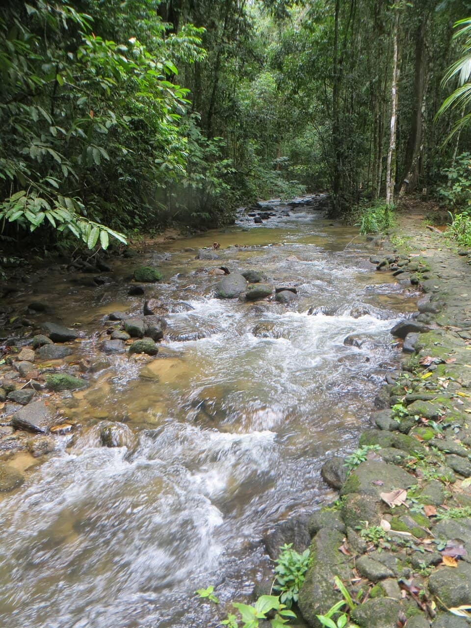 Jungle Trail