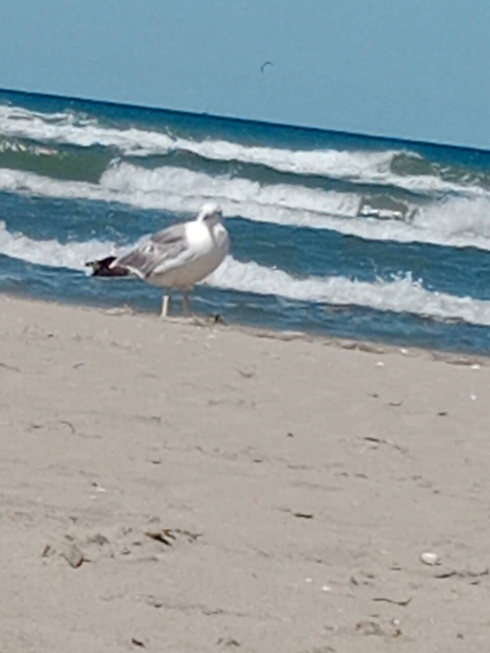 Camargue Wildlife