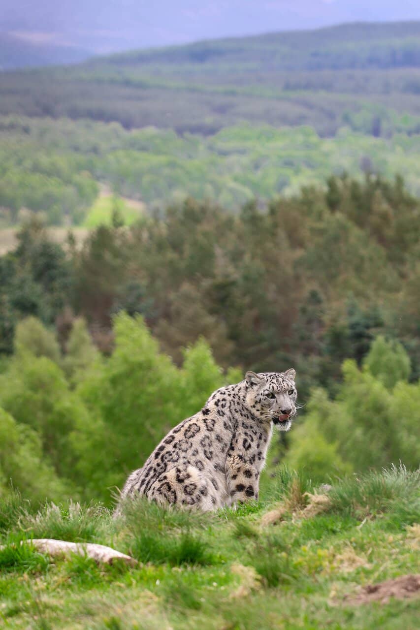 Scottish Highland Cows