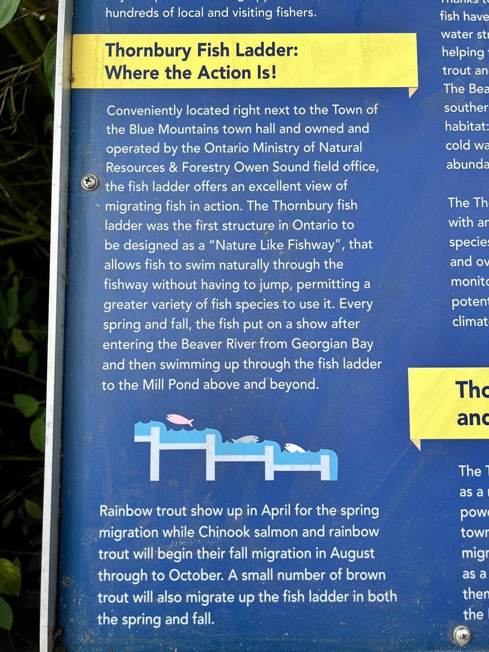 Rainbow Trout & Chinook Salmon