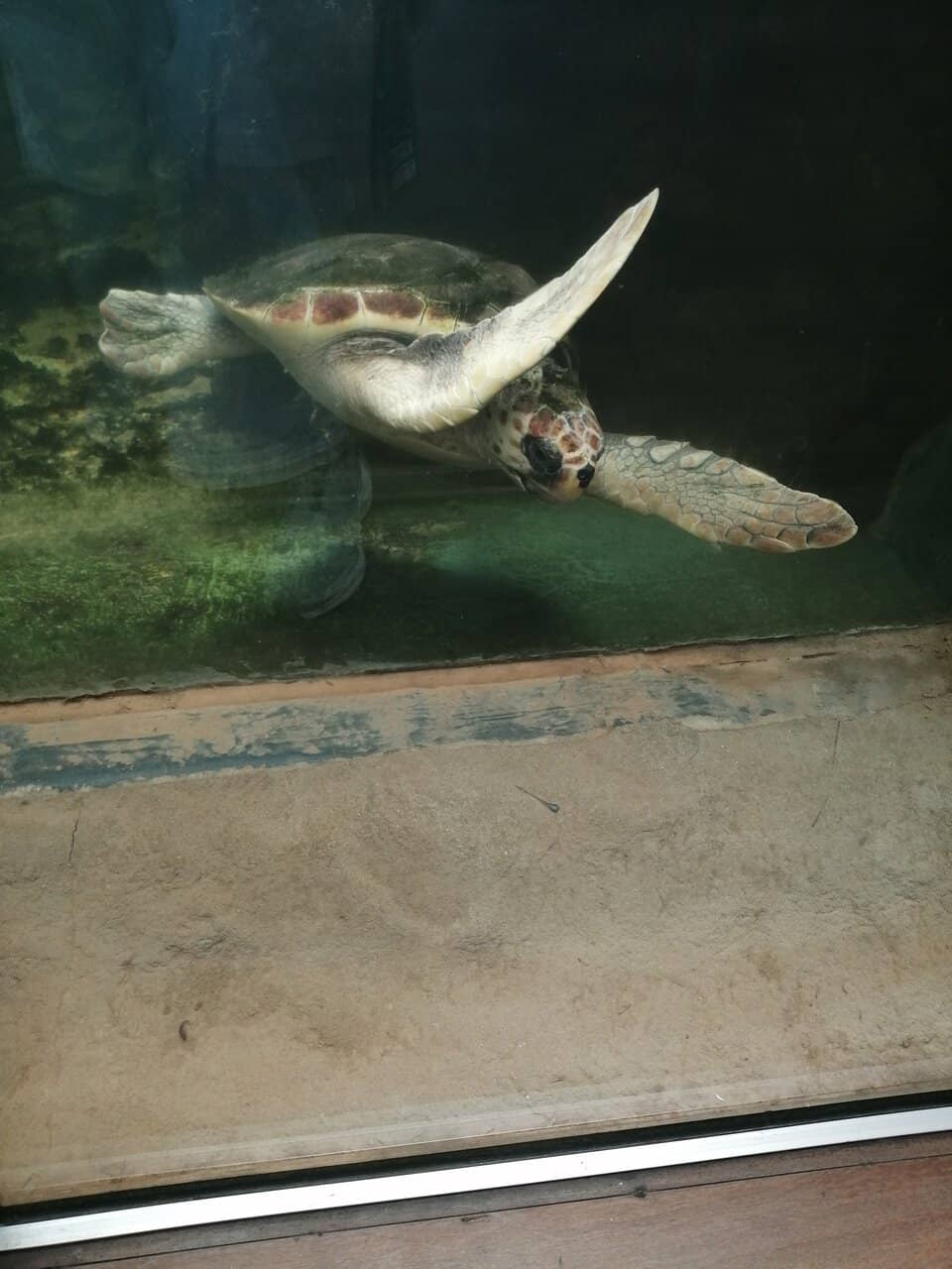 Enormous Seashell Collection