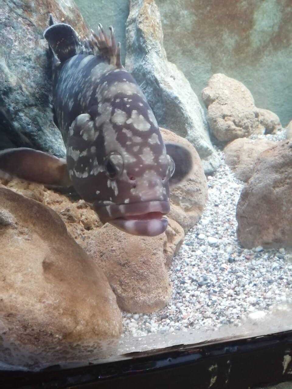 Interactive Sailing Simulator