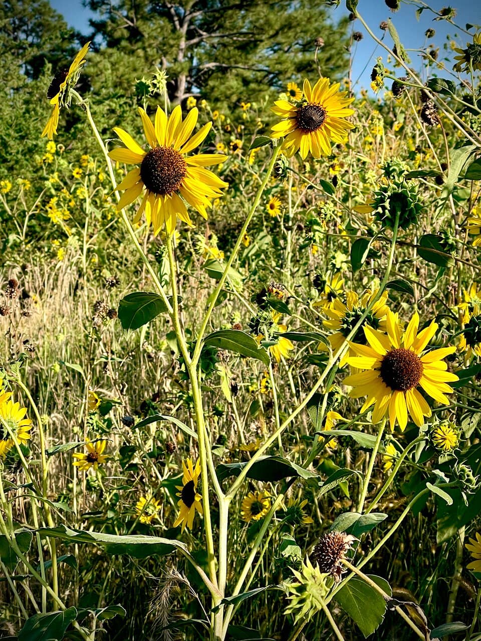 Untouched Natural Landscape