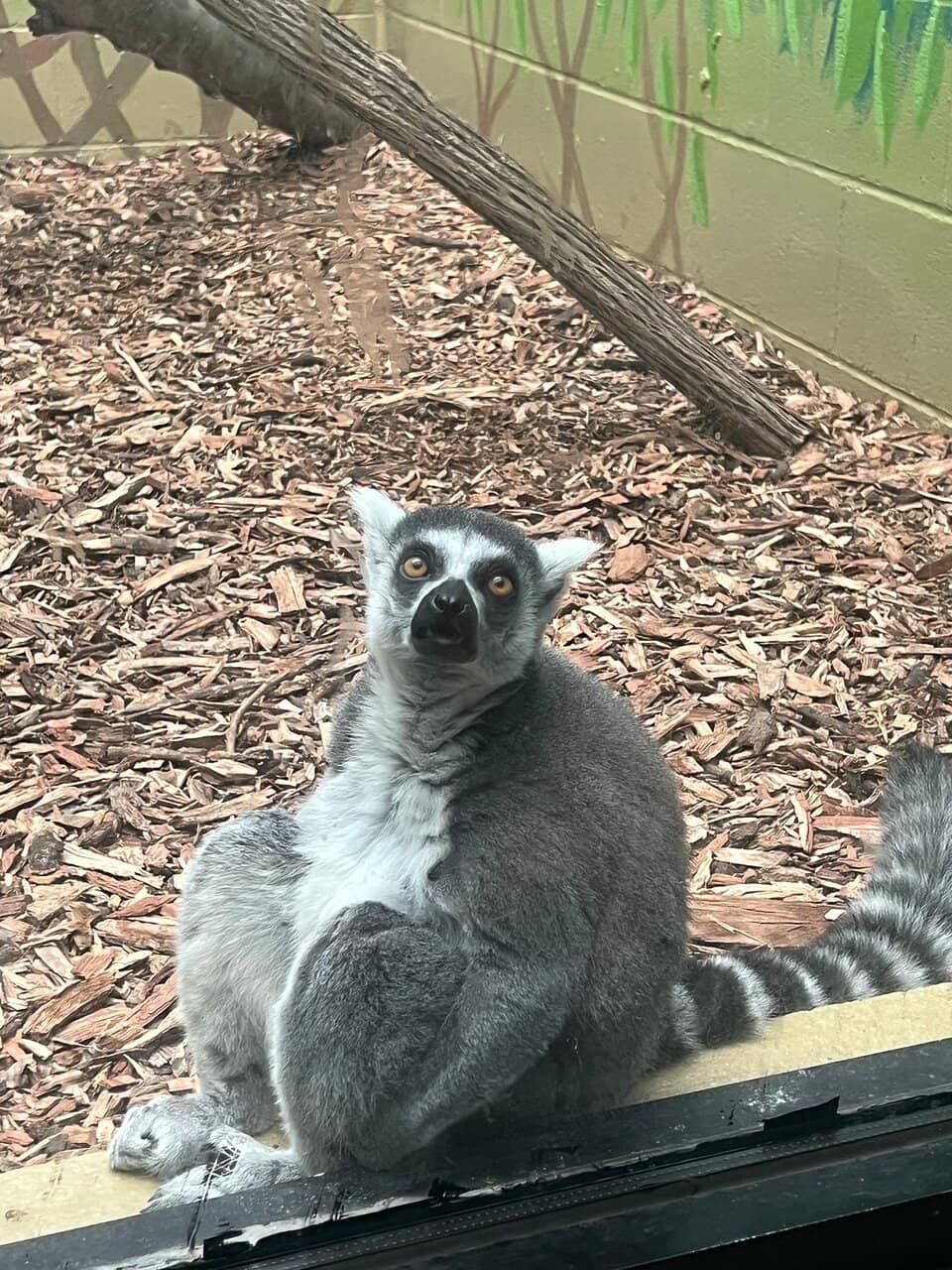 Tortoise Feeding Experience