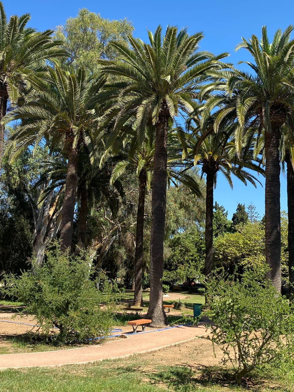 Lush Greenery and Flowers