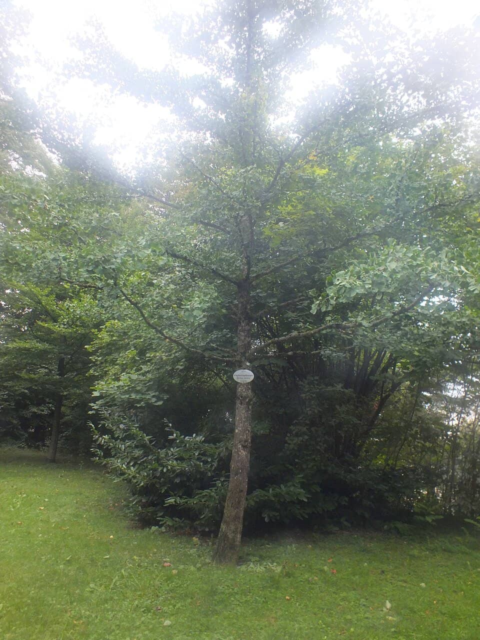Vertical photo