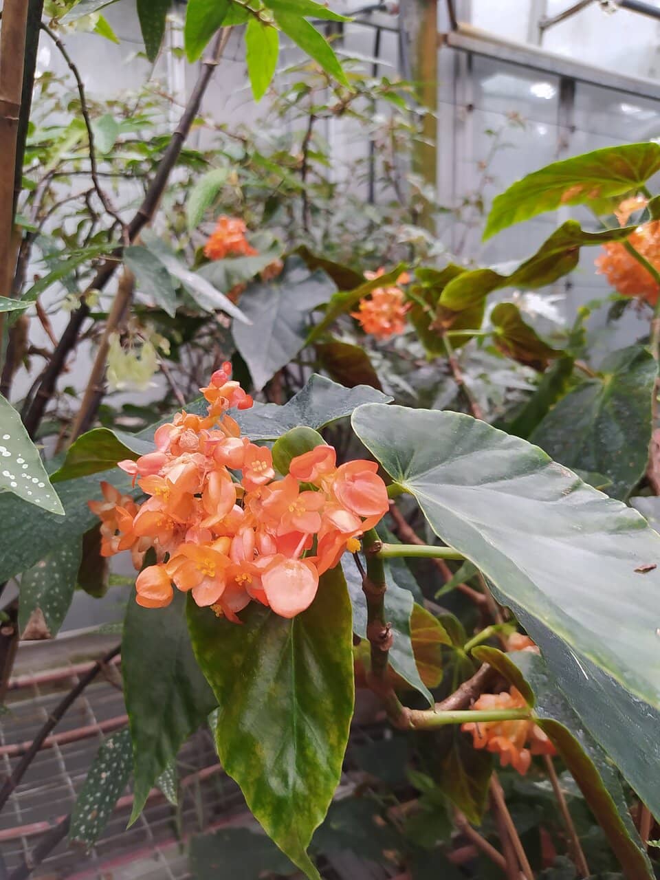 The History of the Begonia