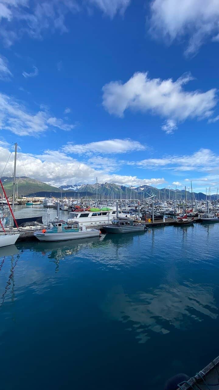 Harbor Seals & Sea Otters