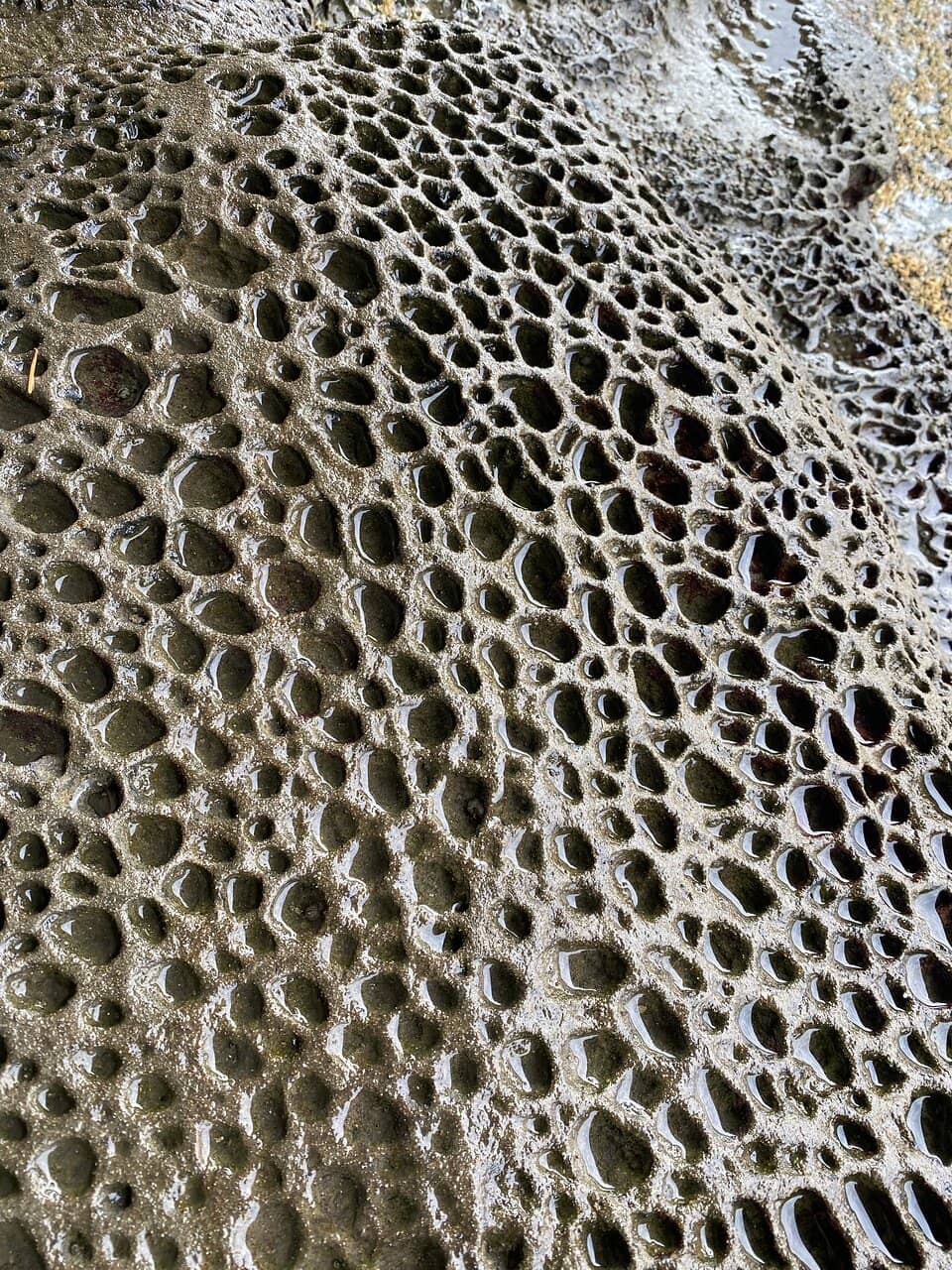 Tide Pool Discoveries