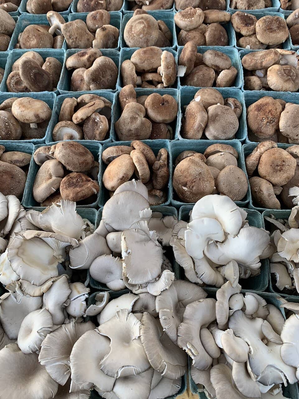 Dog-Friendly Atmosphere