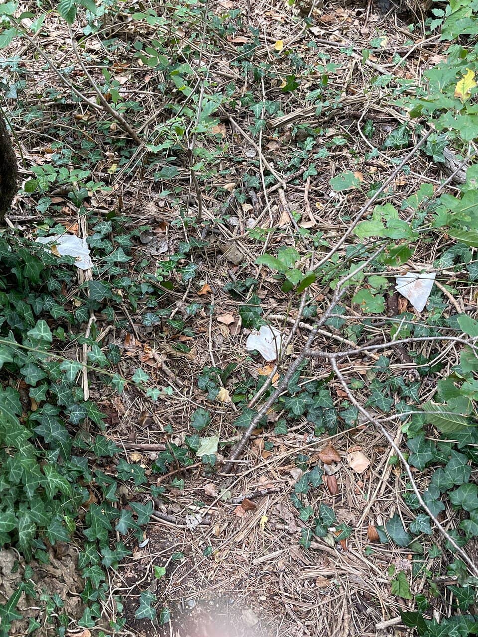 Scenic Walk to the Base