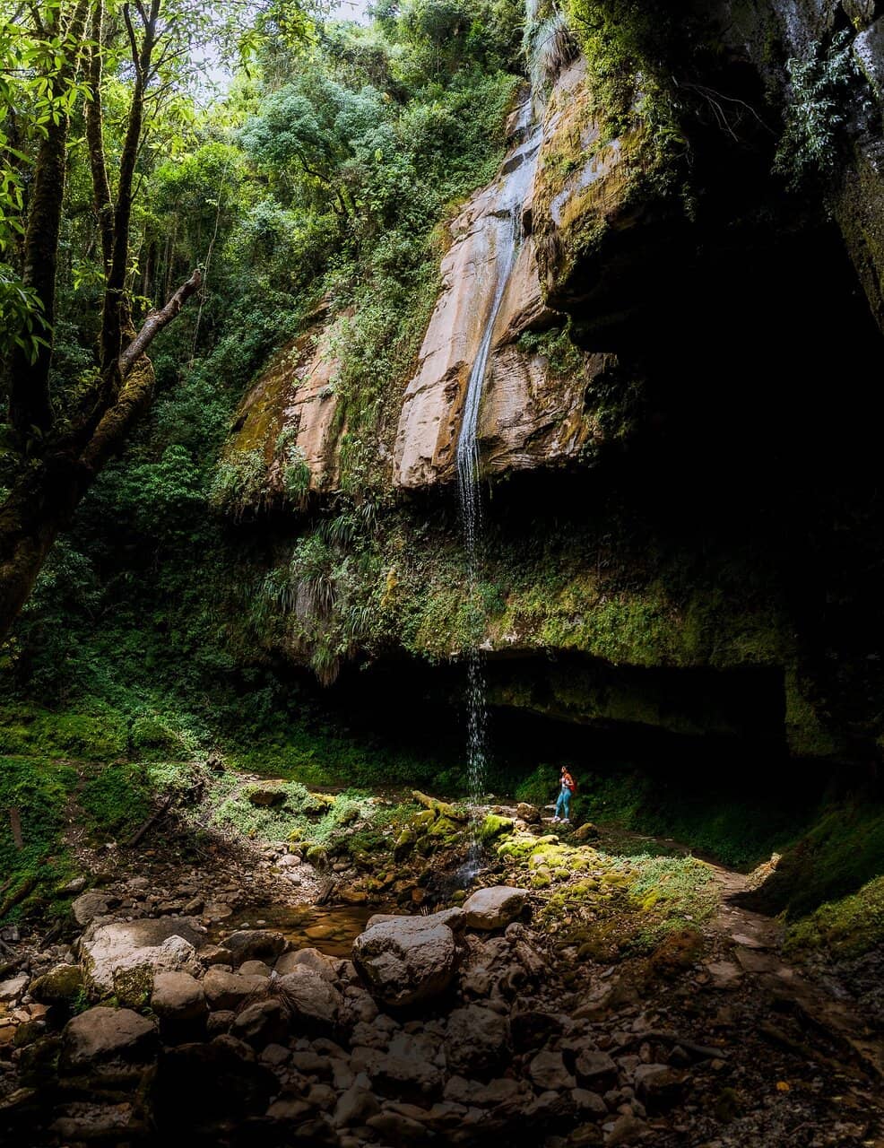 The Jungle Hike