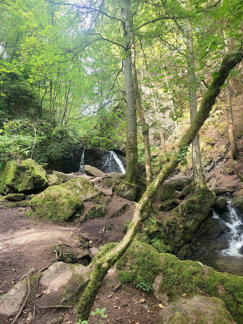 Vertical photo