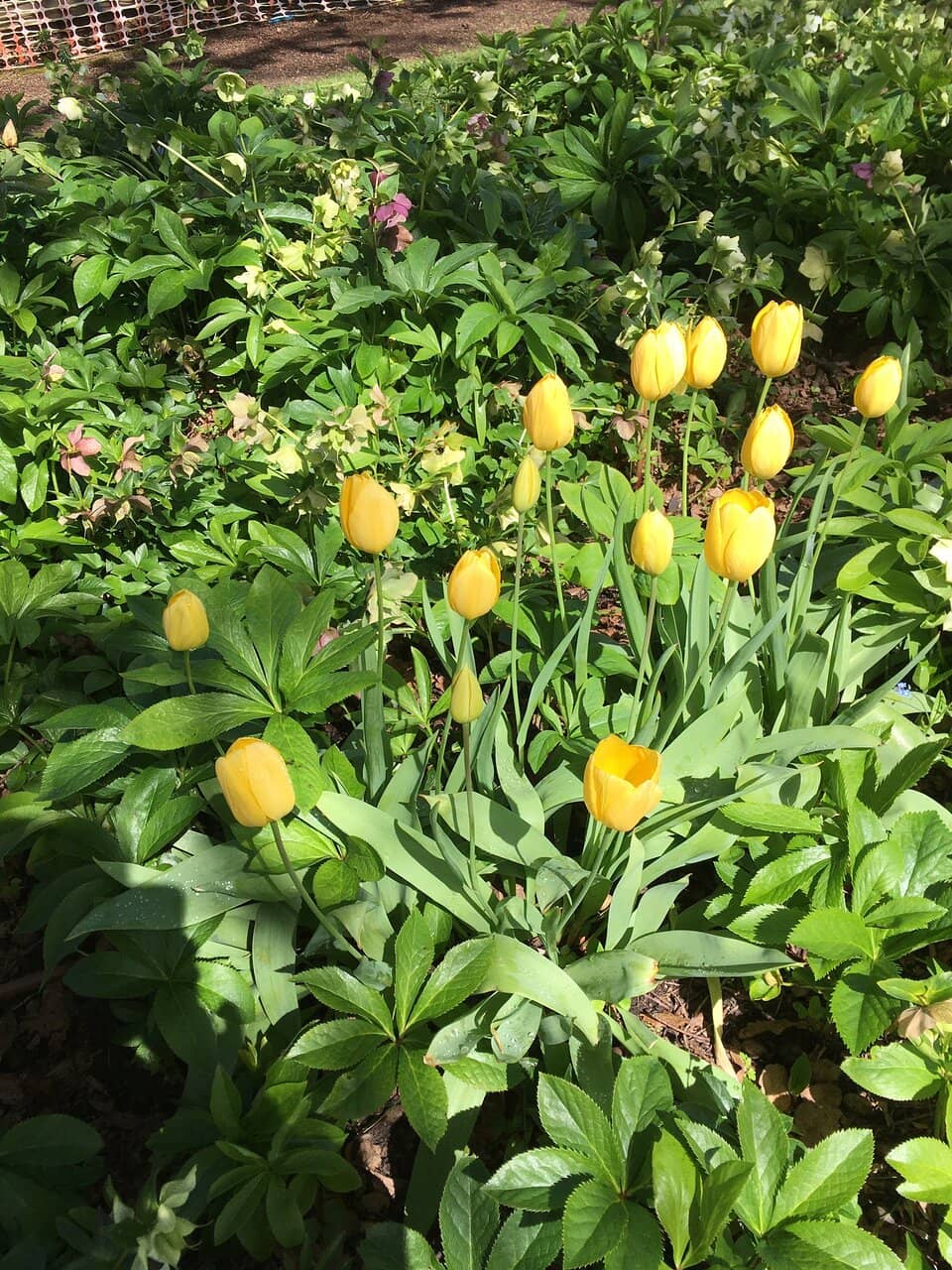 Devonshire Tea Experience