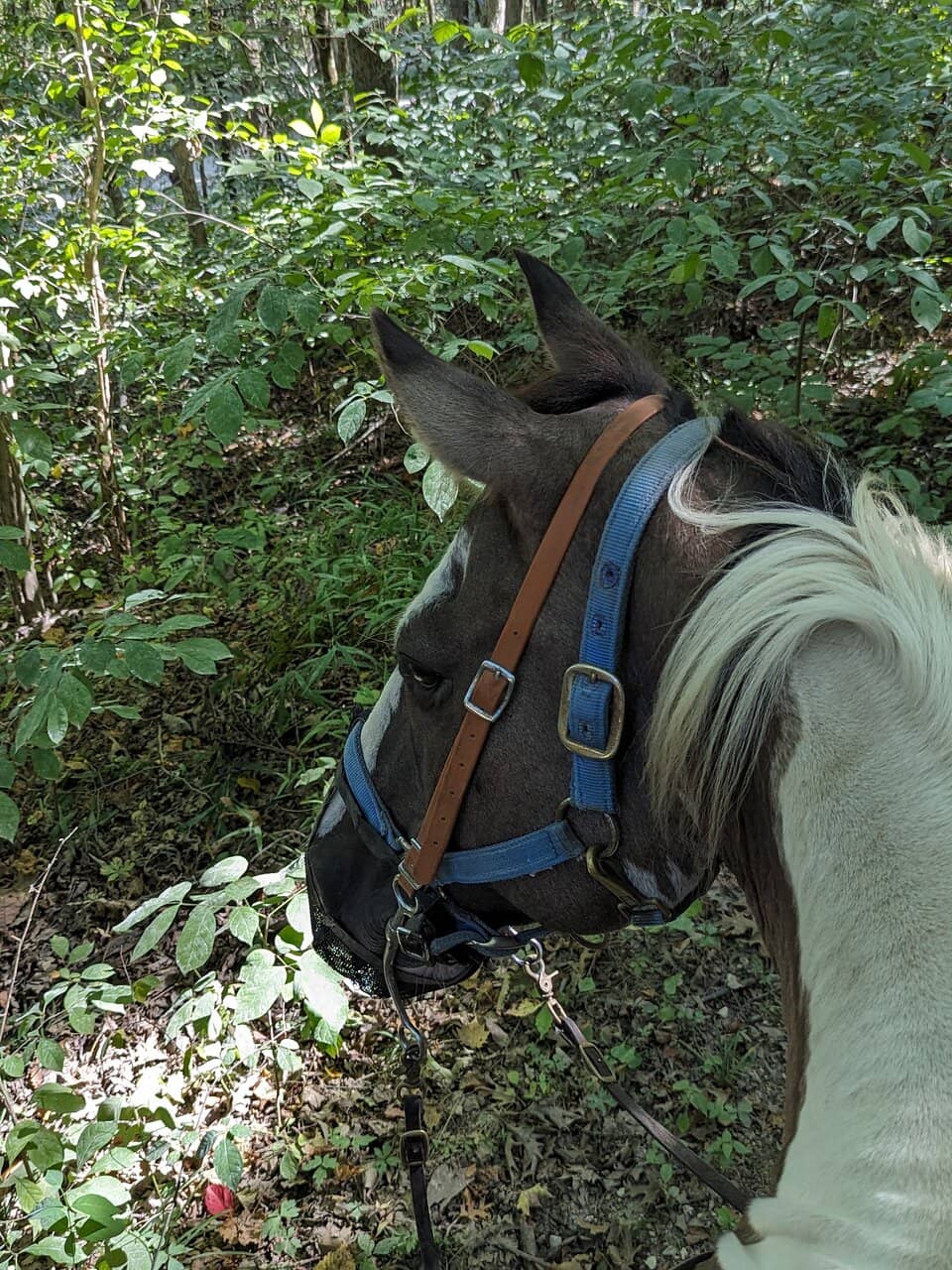 Meet the Horses