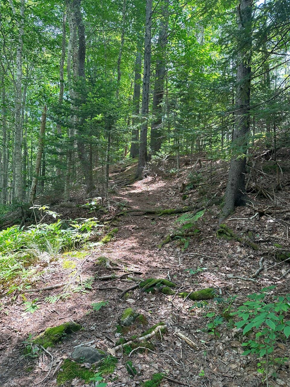 Peaceful Walking Trails