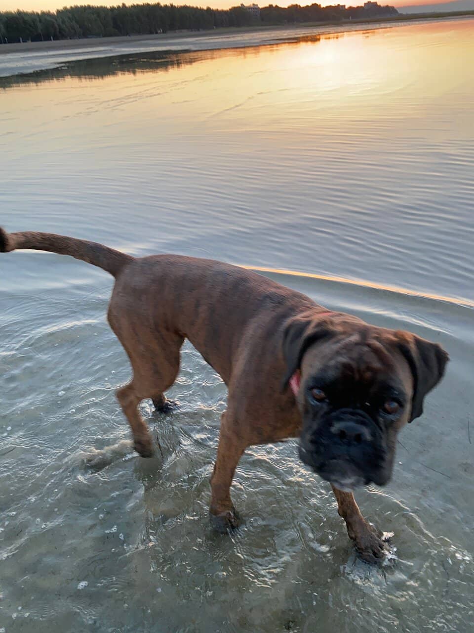 Dog-Friendly Amenities