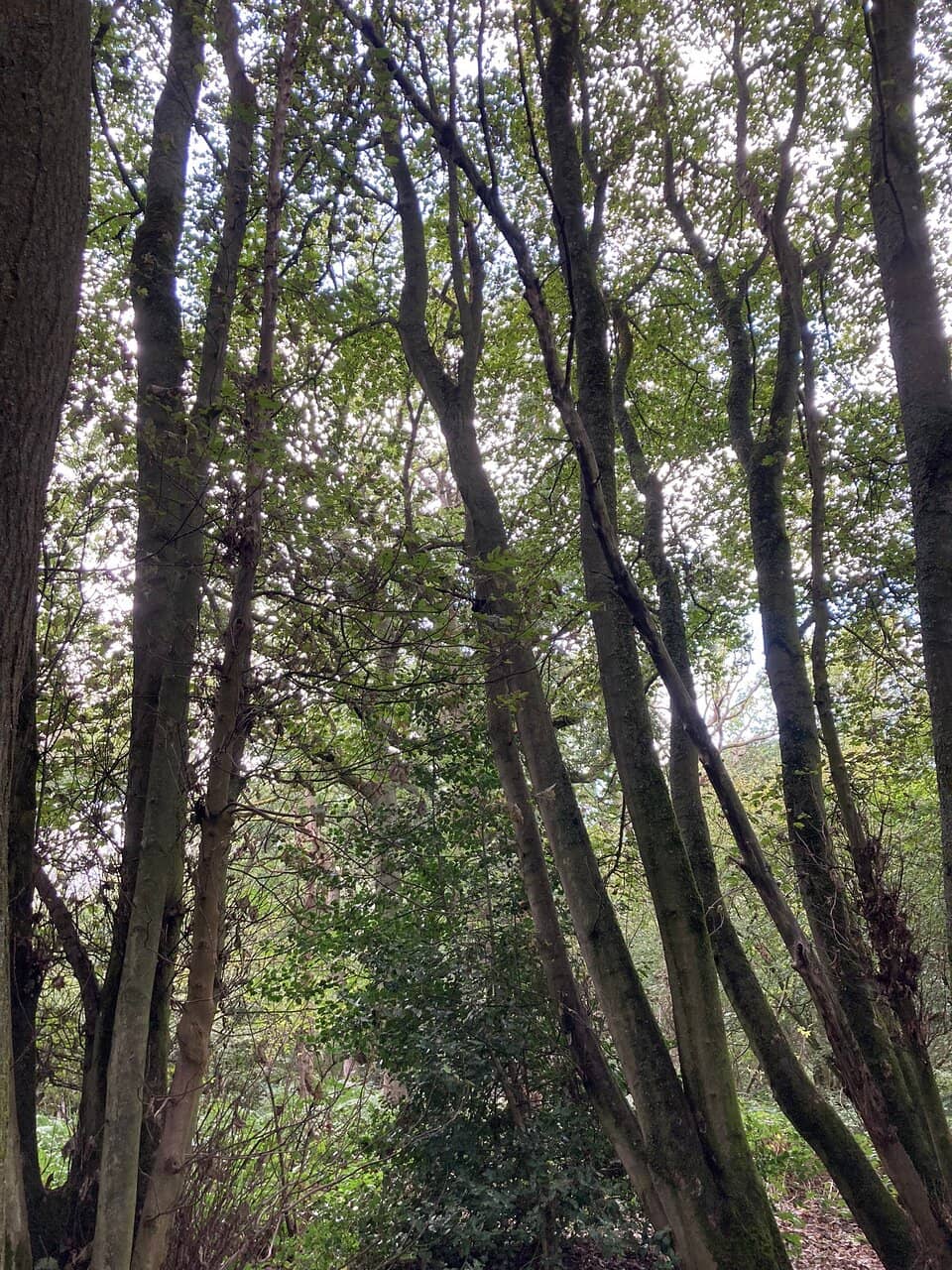 Vertical photo